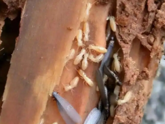 延安市白蚁防治公司分享出租房防虫管理指南，助力房东稳定房源品质